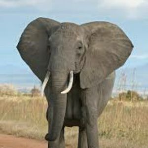 Meet your Posher, Adam